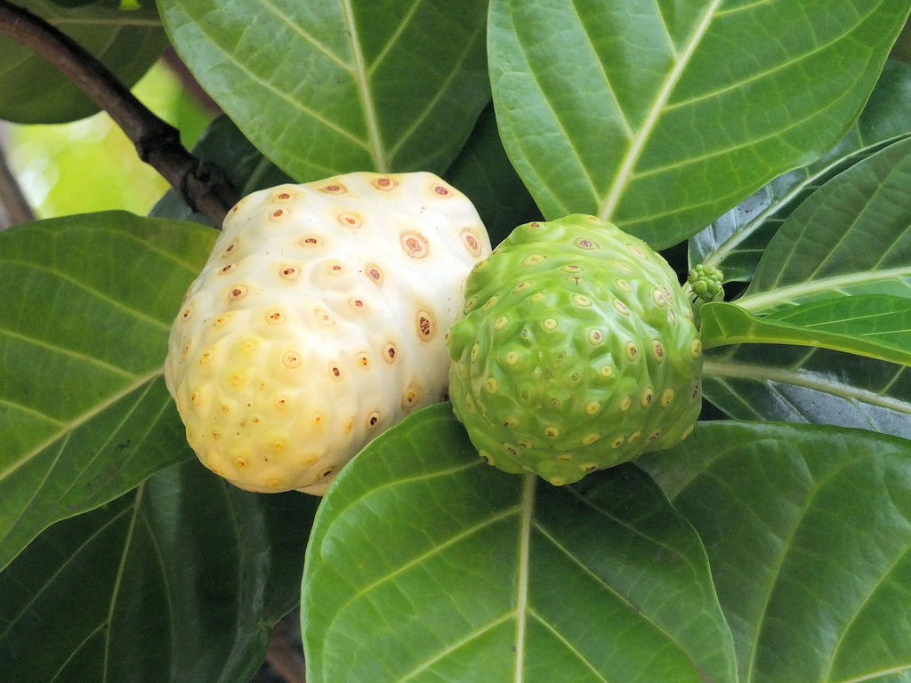 Hawaiian noni fruit